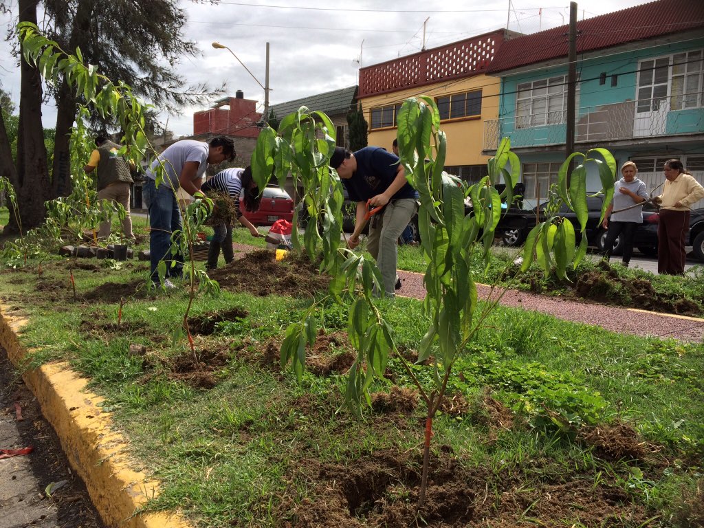 NezaEcologia's tweet photo. La dirección de Medio Ambiente. En la forestación y huertos urbanos en calle cerezos y norte 1 colonia la perla https://t.co/aj0p3Fcqe5