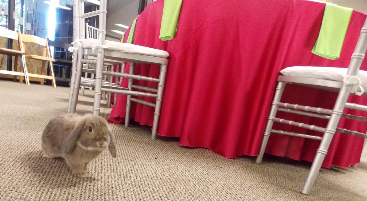 CelebrationEven's tweet photo. Carl stopped by the showroom for a quick visit.  We love Carl! Our Resident Bunny! https://t.co/POEoIwONQH