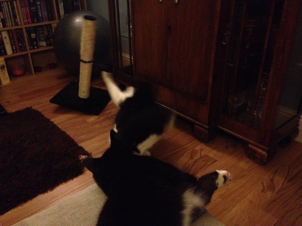 EddardB's tweet photo. Tyrion - I am starting to break free. Please note Eddard hasn't moved a whisker to help me #helpmebro https://t.co/w6gG3ng87Y