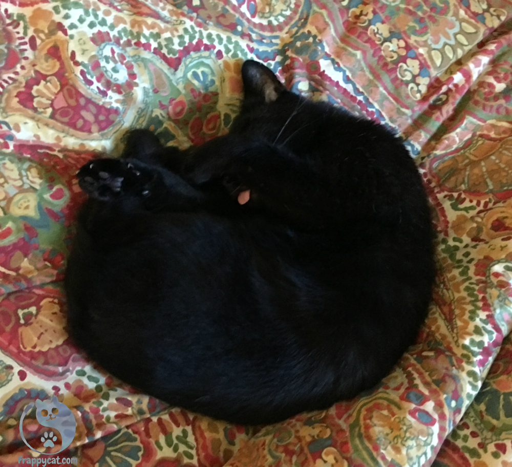 Frappycat's tweet photo. You know I’m having good dreams when I’m napping with my tongue out.

#frappycat #tongueoutTuesday https://t.co/I2QiuluyD0