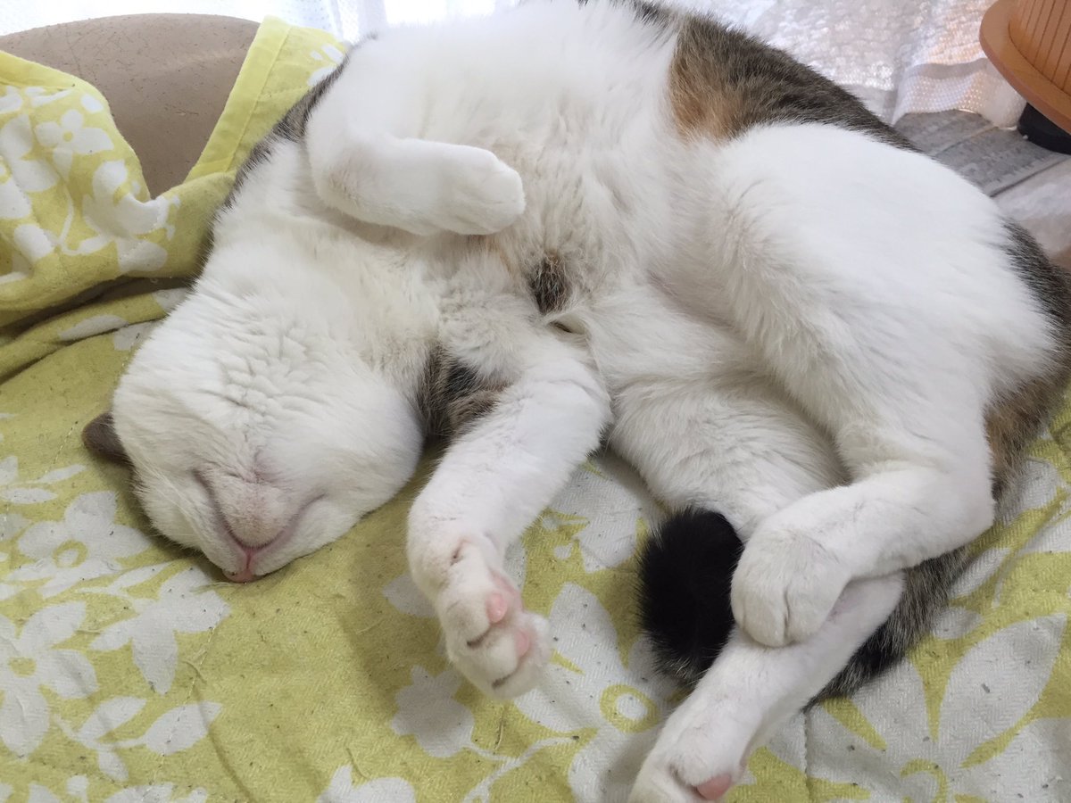 CANA30207831's tweet photo. 今日も暑いね〜      クッポちゃん  🐾 https://t.co/EtDSmTKbPz