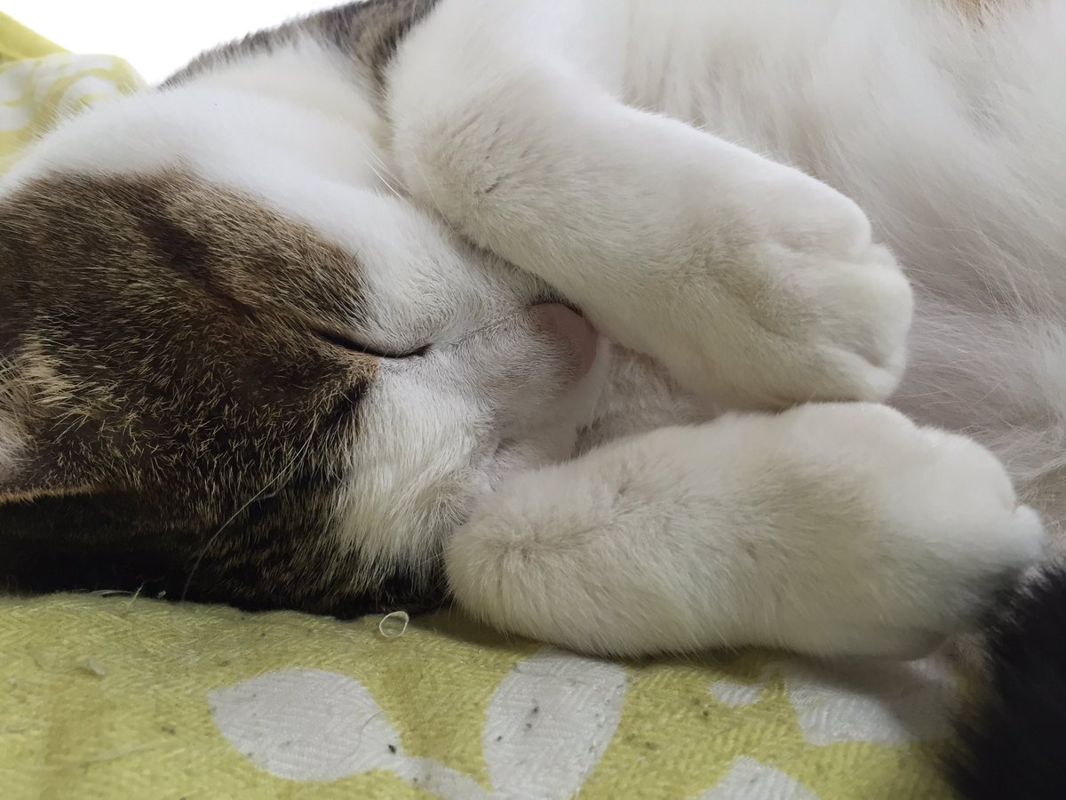 CANA30207831's tweet photo. 今日も暑いね〜      クッポちゃん  🐾 https://t.co/EtDSmTKbPz