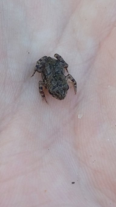 Smallest frog I have ever seen. #PrincessAndTheFrog https://t.co/mJ43e4rMfU<a href="/tag/princessandthefrog"class="tags">#PrincessAndTheFrog</a>