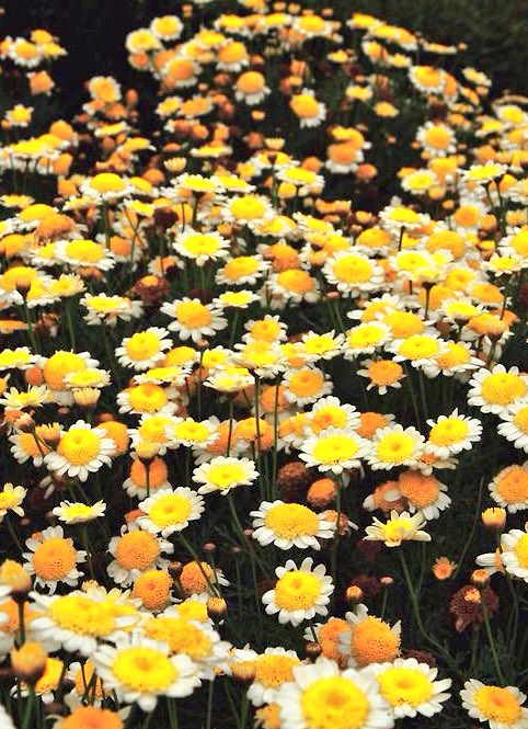 ''a single rose can be my garden...a single friend, my world.'' — (l.b.)