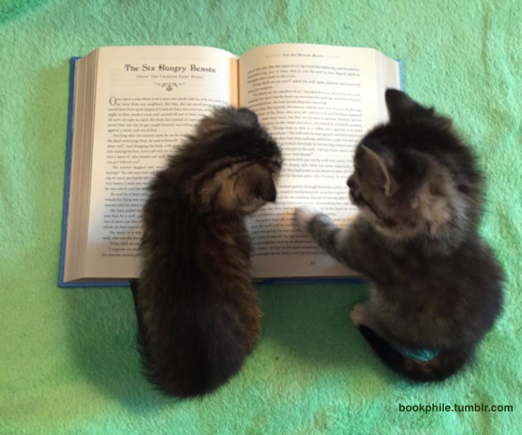 tumblr's tweet photo. Pay attention, this part is very important. https://t.co/xuYp9RQosy #NationalBookLoversDay https://t.co/xnPiGXSHdP