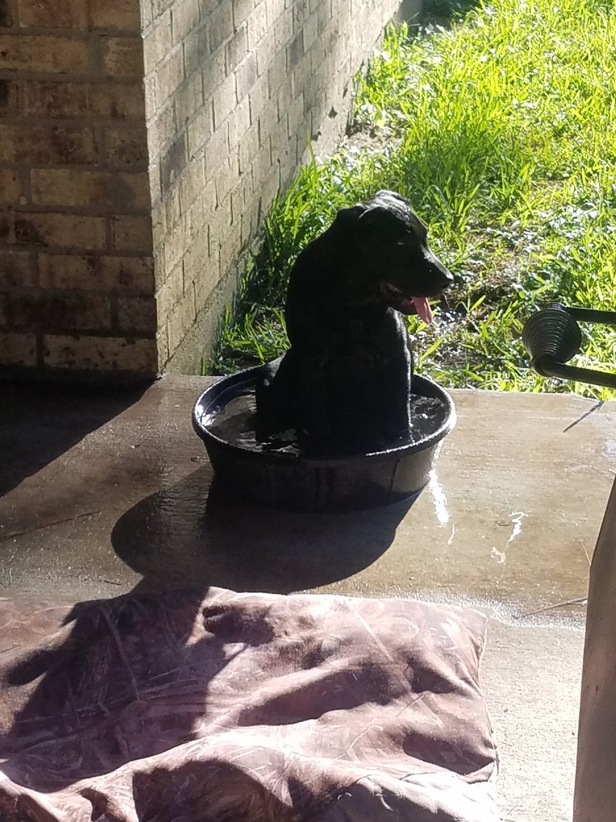 MaelleTEXAS's tweet photo. @blacklabs @blacklabsmatter https://t.co/UHJuNp7IBG