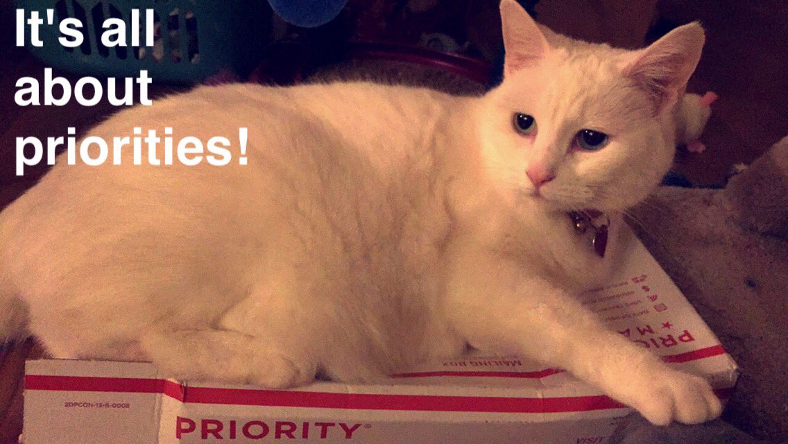 jennyinspired2's tweet photo. In honor of #InternationalCatDay (yesterday) I promise to post more Shelby pics this year!😸🙈 #CeilingCrew @justbyron https://t.co/n5iVZokCft