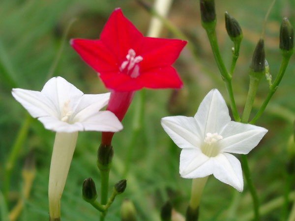 もも Auf Twitter おはようございます 8 10誕生花 ルコウソウ 花言葉 いつも愛らしい 別名南瓜 アサガオ ヒルガオ科のつる性一年草 どんどん伸びるツルに紅色の鮮やかな花はグリーンカーテンにもなります 別名のカボチャはカンボジアのこと