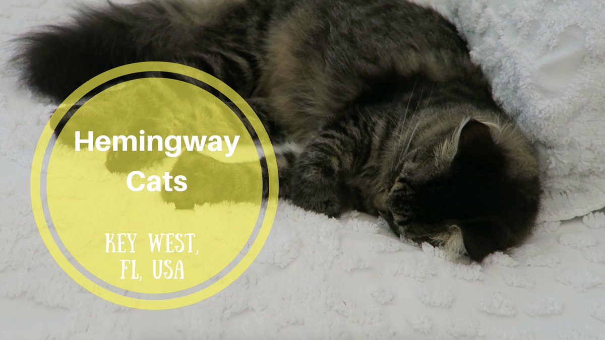 OlyaHuntley's tweet photo. We went to look at some very interesting cats! #SSSVEDA https://t.co/QTfi6rpy1p #veda2016 #hamingway #cat #vlog https://t.co/vgNu0XGWuA