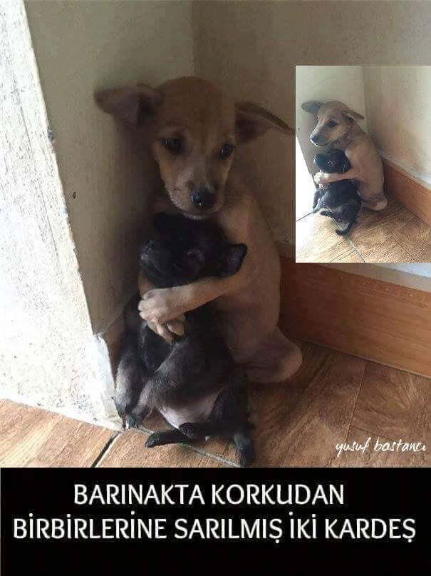 O kadar uzun süre baktık ki bu resme.. Sonra sorduk kendimize.. İnsan olalım diye doğduk ama.. İnsan olabildik mi..?