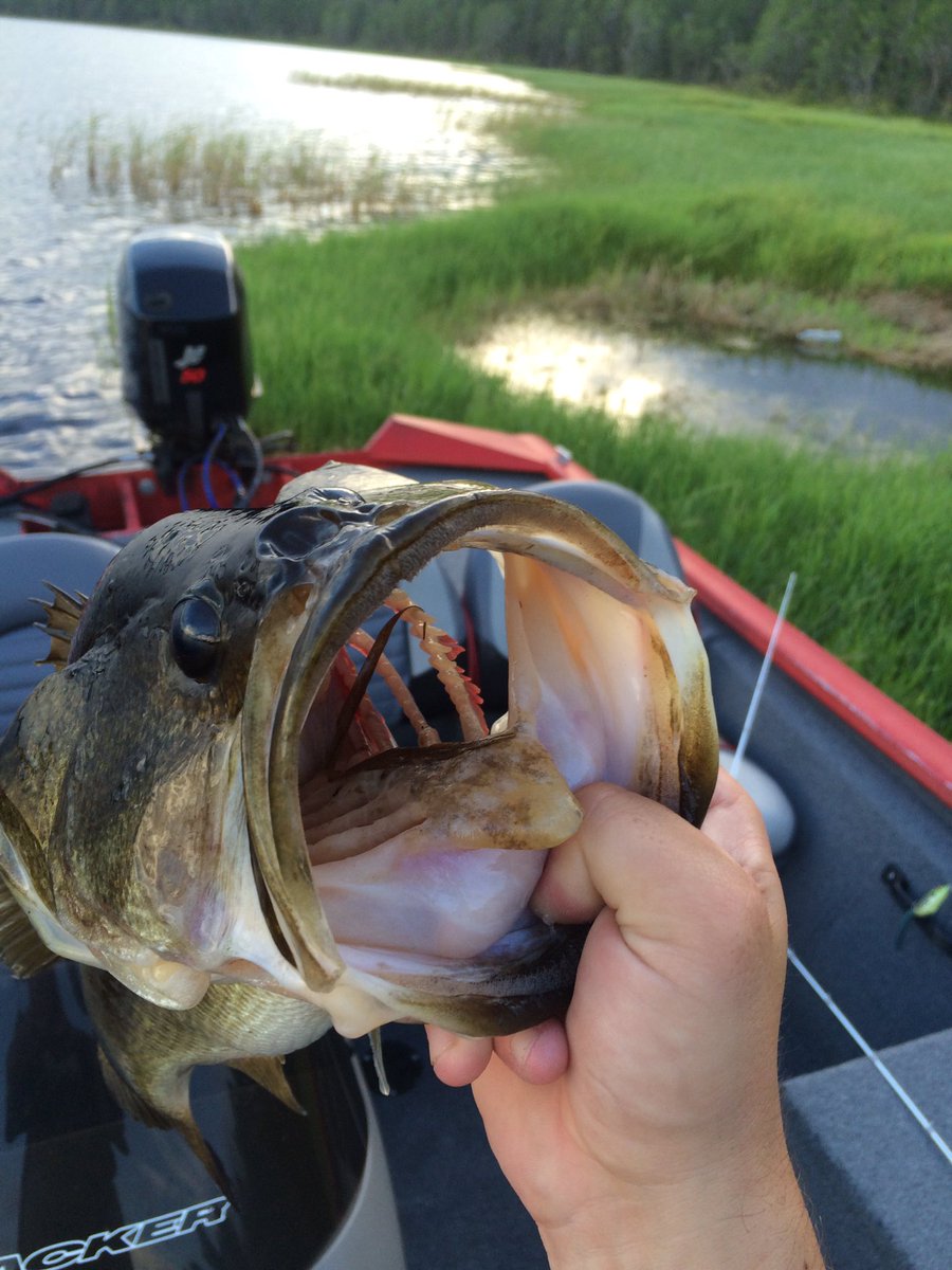 jamestompkins18's tweet photo. Got me a nice 4 pounder #BassFishing https://t.co/aBGU04VBpO