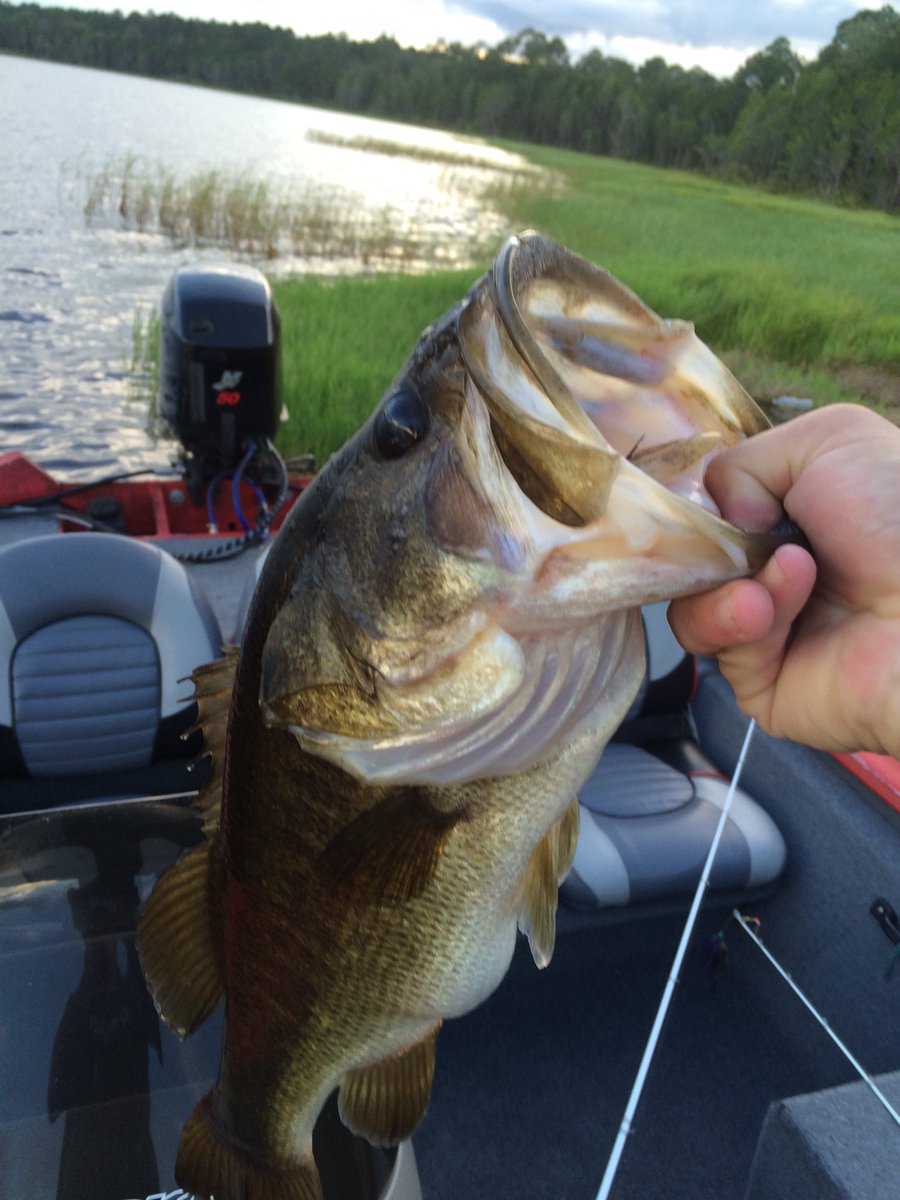 jamestompkins18's tweet photo. Got me a nice 4 pounder #BassFishing https://t.co/aBGU04VBpO