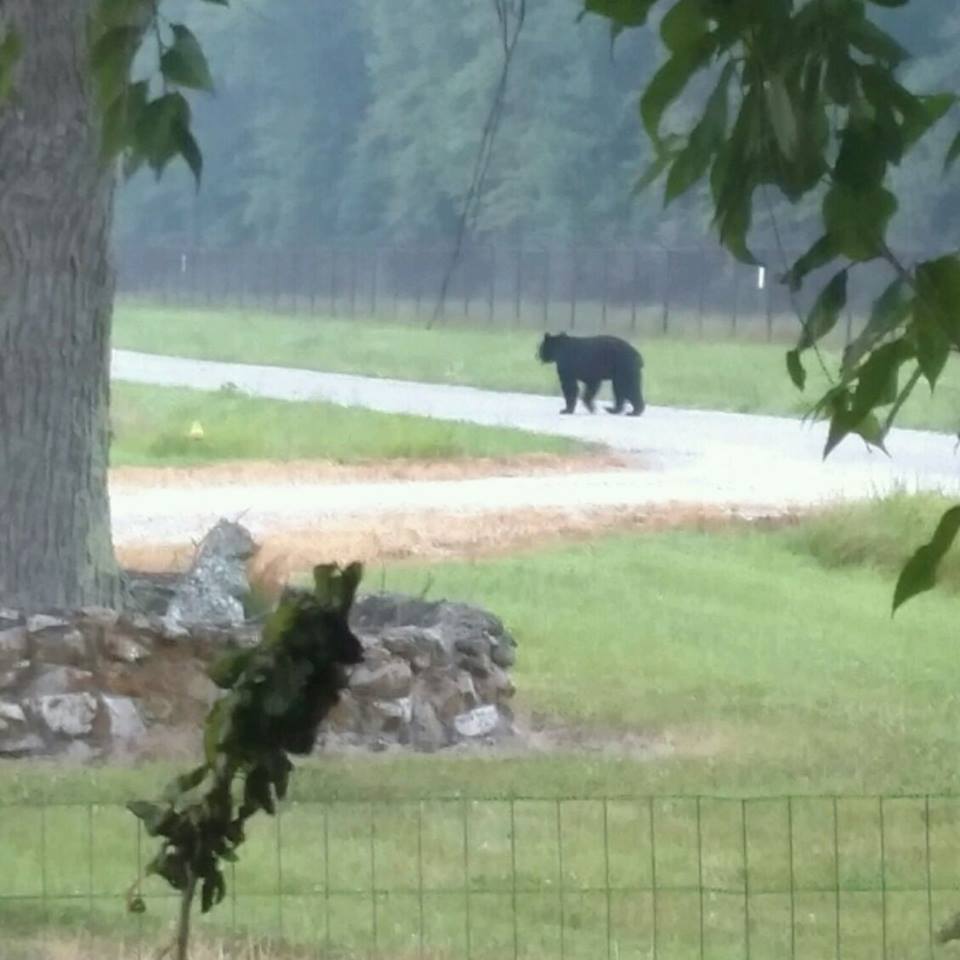 FOX59's tweet photo. VIDEO: Black bear spotted in North Vernon: https://t.co/xZHIICK1us https://t.co/BgIWCViaT6