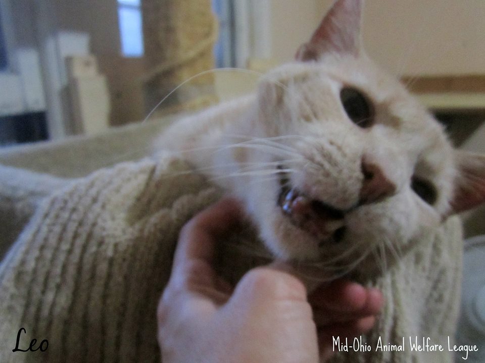 Help us raise funds to pay for Leo's extensive dental surgery. youcaring.com/mid-ohio-anima…