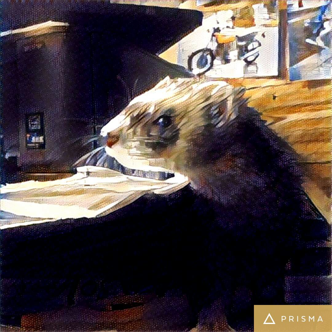 CritterishUK's tweet photo. Hoo the #ferrret and #skittles the #skunk with my new #app @PrismaAI #love it #animals https://t.co/NRIfqlilQD https://t.co/l4yuXqUPDp