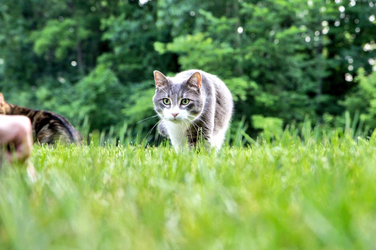 Henry and Mya #CatVidFest16