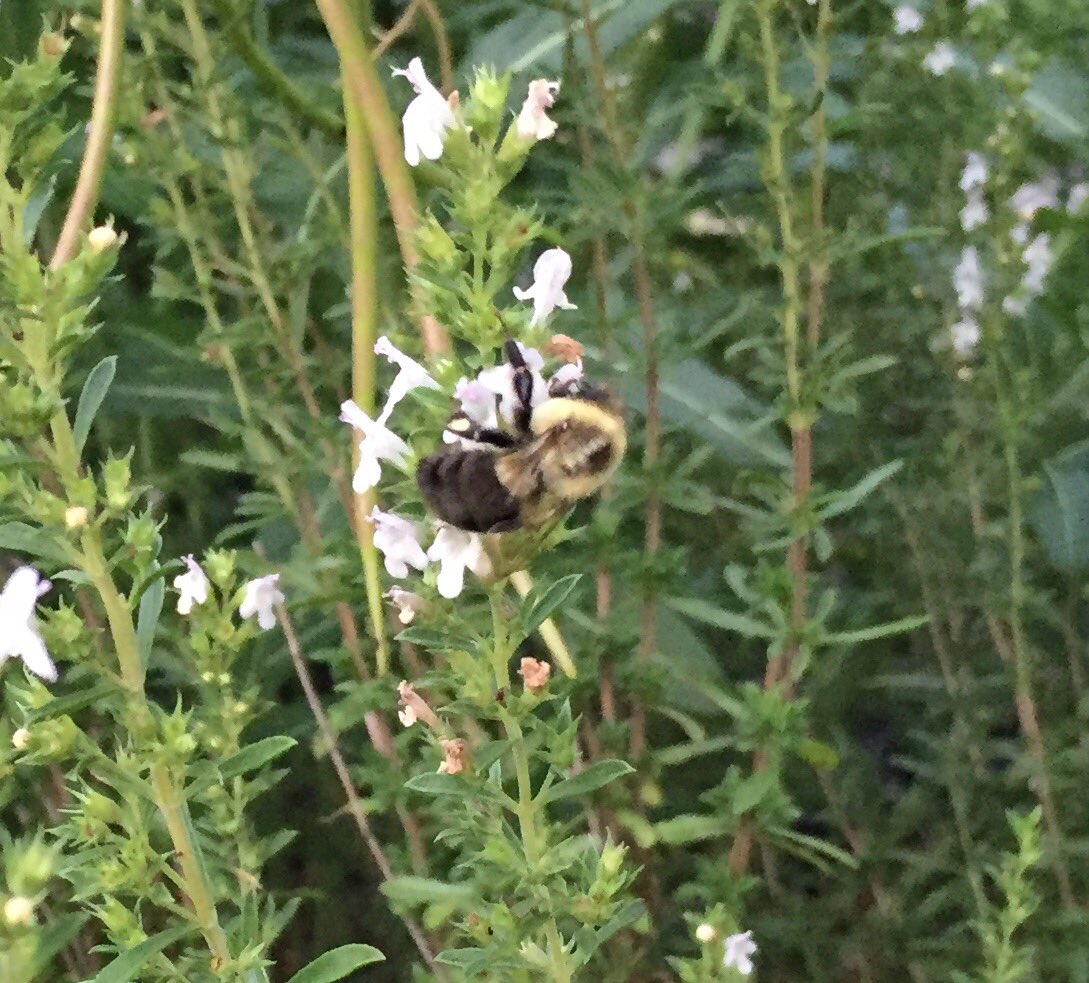 Love winding down a busy day with #naturephotography. #PollinatorGarden. #CommonEasternBumblebee #RedBeltedBumblebee