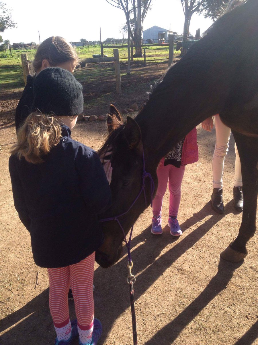 HRVHERO's tweet image. 17hh HERO-in-training Artistic Mover winning small friends on this gorgeous Wednesday morning. So gentle. @HRVnews
