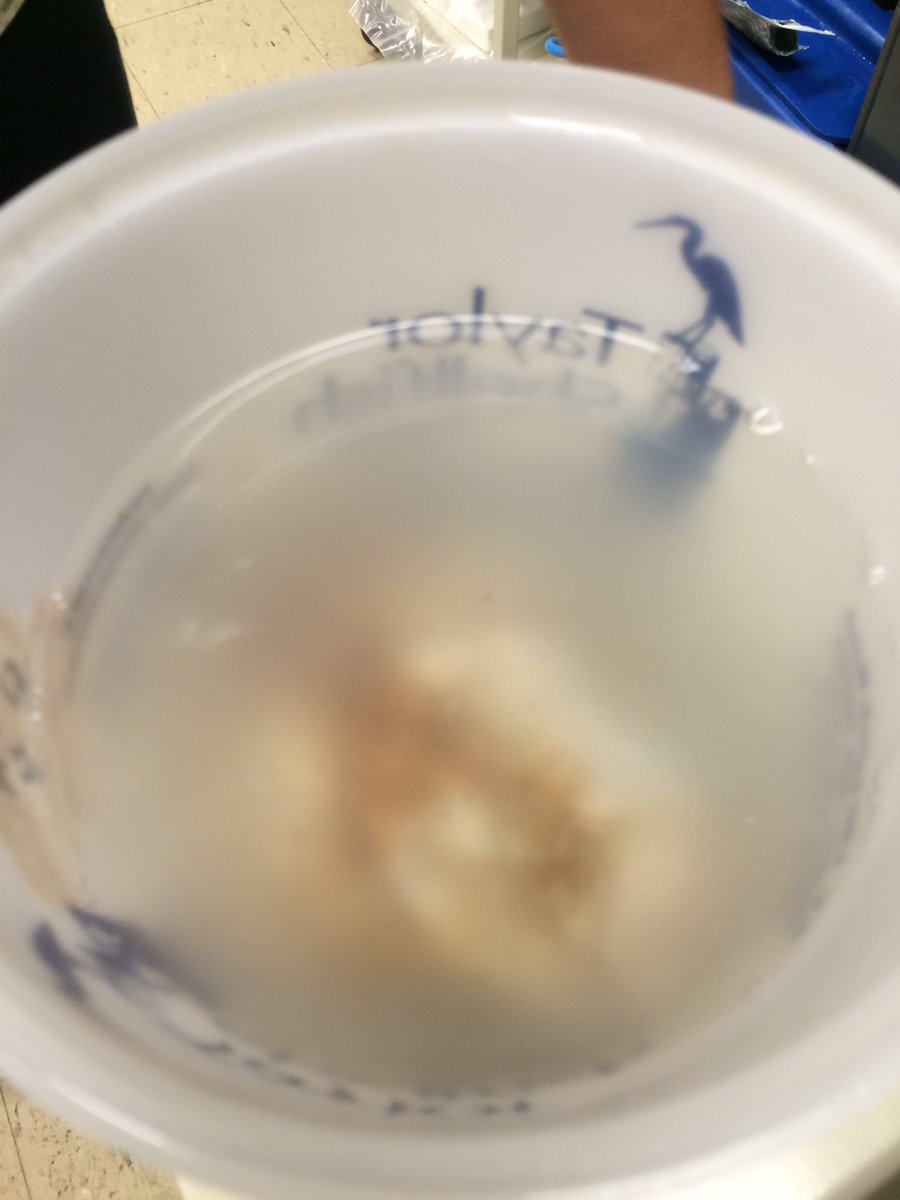 Lindsay_science's tweet photo. Male and female purple-hinge rock scallop spawn https://t.co/A9aj97eDgR