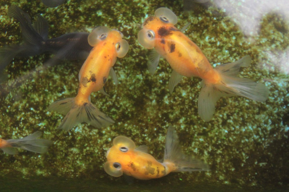 公式 アクアマリンふくしま 8月13日 土 と14日 日 は金魚まつりを開催 アクアマリンふくしまで繁殖 した金魚の即売会と金魚すくいを行います 即売会は江戸錦 水泡眼 ピンポンパール 他は当日のお楽しみ 密集している金魚は金魚すくいに登場する