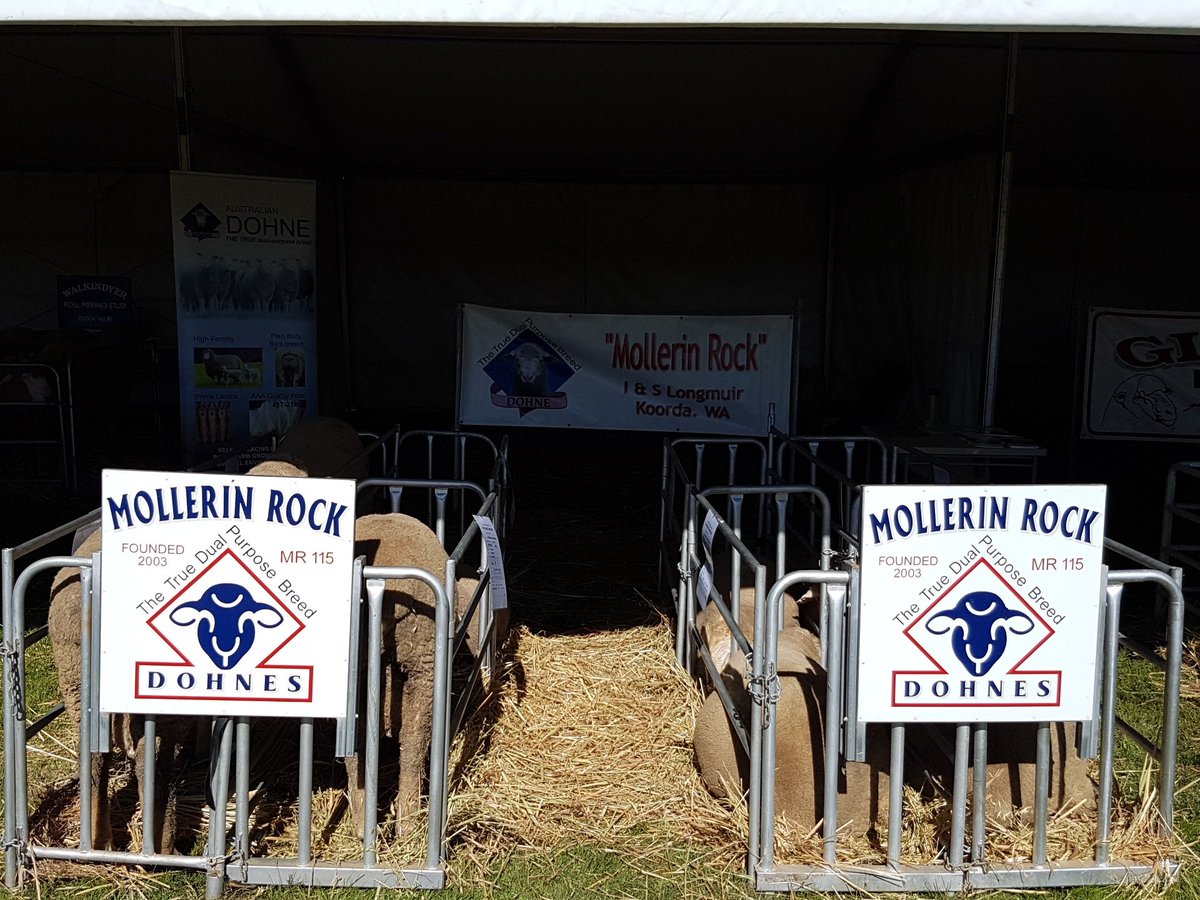 carlylongy's tweet photo. At the #mingenewexpo with the boys. #MollerinRockDohnes #dohnes https://t.co/nEYVPPFe5o