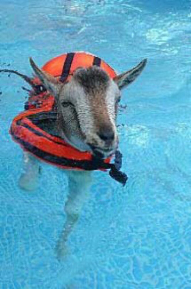 MeninistTweet's tweet photo. Phelps learning to swim at a young age https://t.co/oMUnkjJaLF