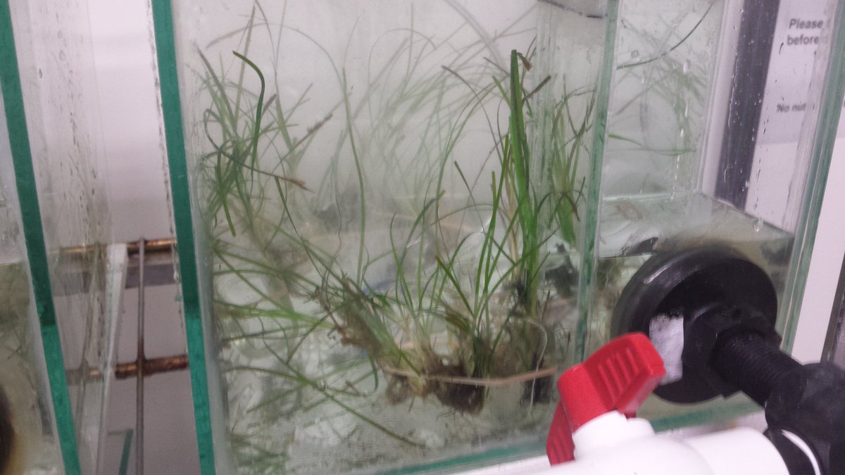 stacey_teetee's tweet image. How cute are these #Zostera #seagrass plants? Too bad they are going to be sacrificed in #labexperiments ...