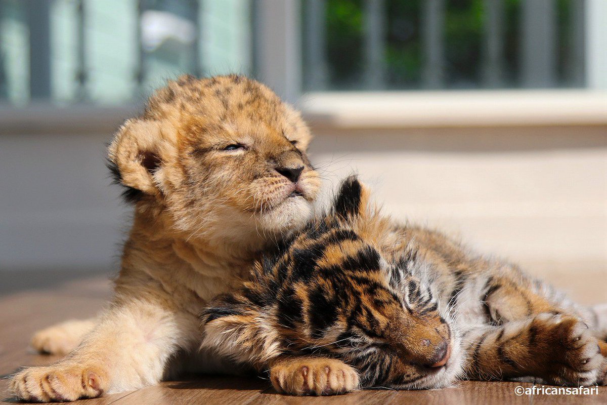 仔トラと仔ライオンの仲良し兄弟 ついにお別れへ これまでの可愛すぎる画像まとめ Togetter