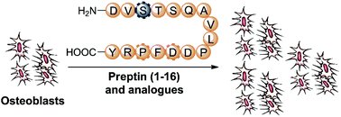 OrgBiomolChem's tweet photo. 'Peptide hormone preptin - a novel bone-anabolic agent for the treatment of osteoporosis' @BrimbleM @AucklandUni https://t.co/kbGU7586nE