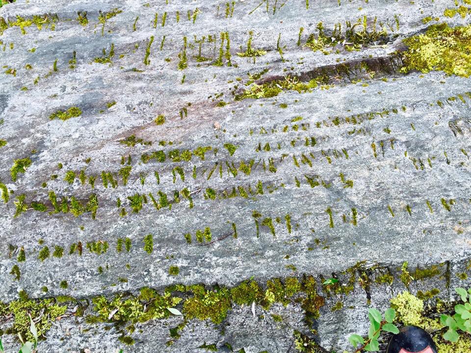FrozenGoldAdam's tweet photo. A few weeks ago Evan and I found these...#frozengold #slumach #sasquatch #AncientAliens #prospecting #ufo #HardRock https://t.co/cGNQW6konl