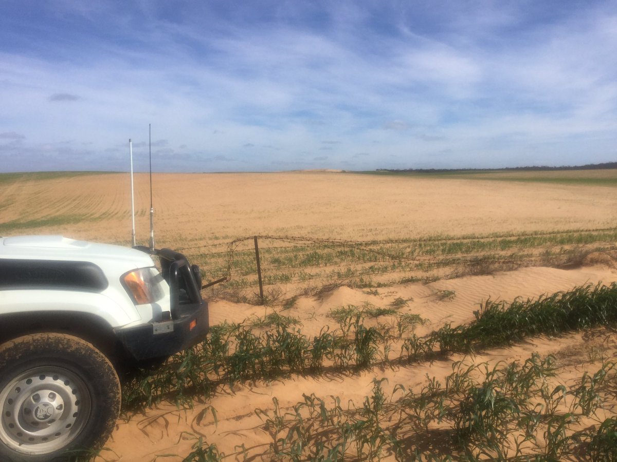 aikman_garth's tweet image. BM vetch then #chopperchain then wheat =👎. Lupins then #Rootboot then Grenade and Spartacus =👍.  @rootbootfarmer