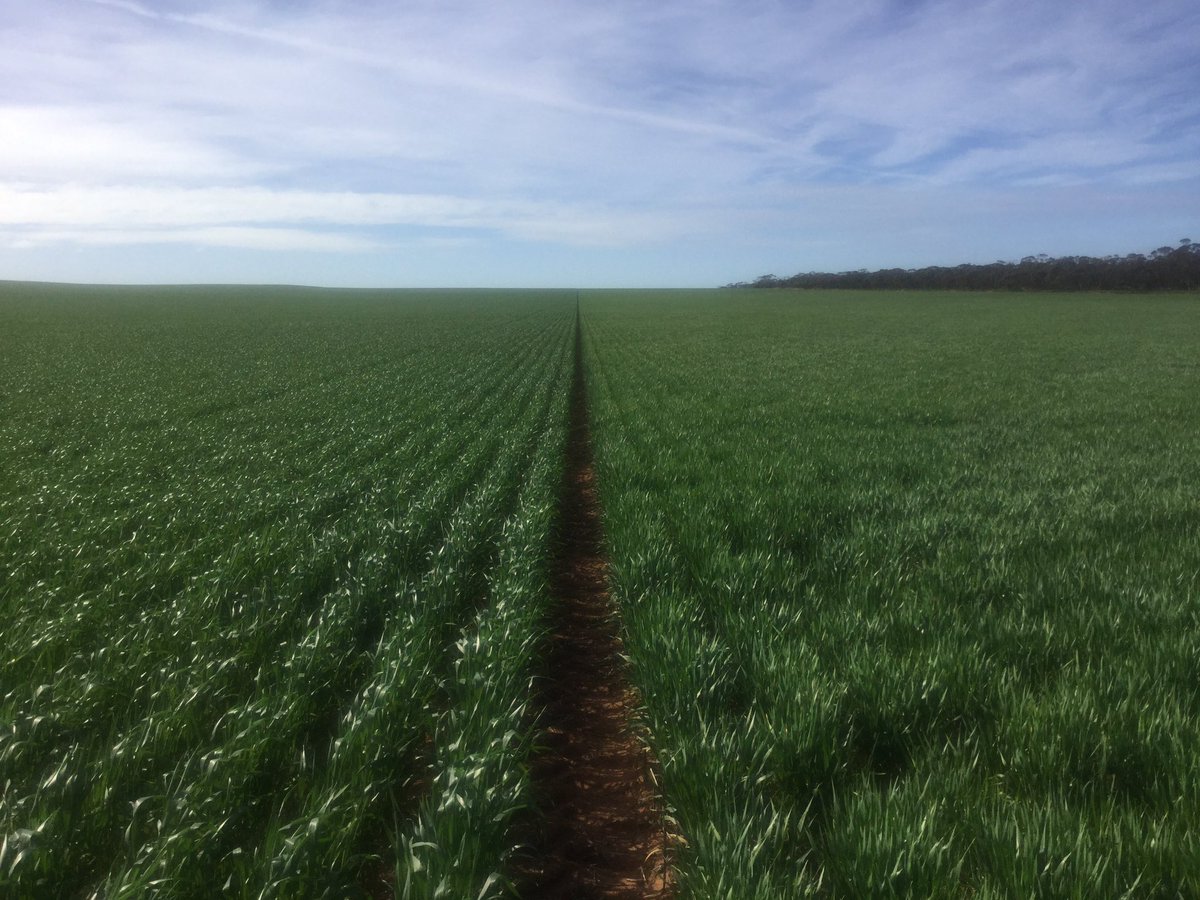 aikman_garth's tweet image. BM vetch then #chopperchain then wheat =👎. Lupins then #Rootboot then Grenade and Spartacus =👍.  @rootbootfarmer