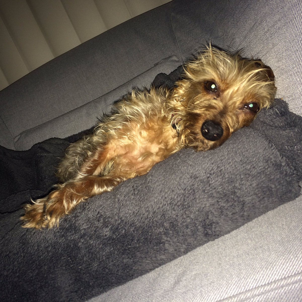 soqui1982's tweet photo. Someone still loves her new chair. #Ludo #dog #Smile #dogsarejoy #dogsarelove #Friendship #puppy #dogsoftwitter https://t.co/jt1oUs5bEc