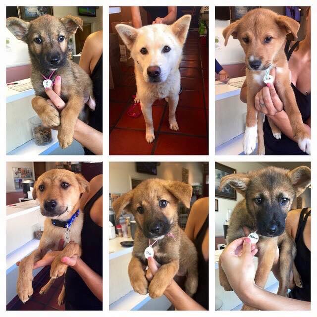 The 2nd group of Korean pups have arrived in LA! We're so excited for them to start their new lives 🐶❤️ #adopt