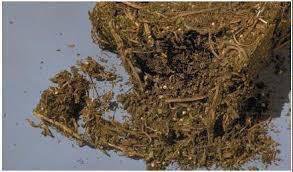 Intl_Highlife tweet picture