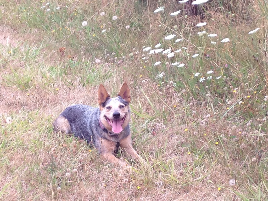That's My Silly Pixie! #BlueDog #CattleDog #exploring #Beaverton #Oregon
