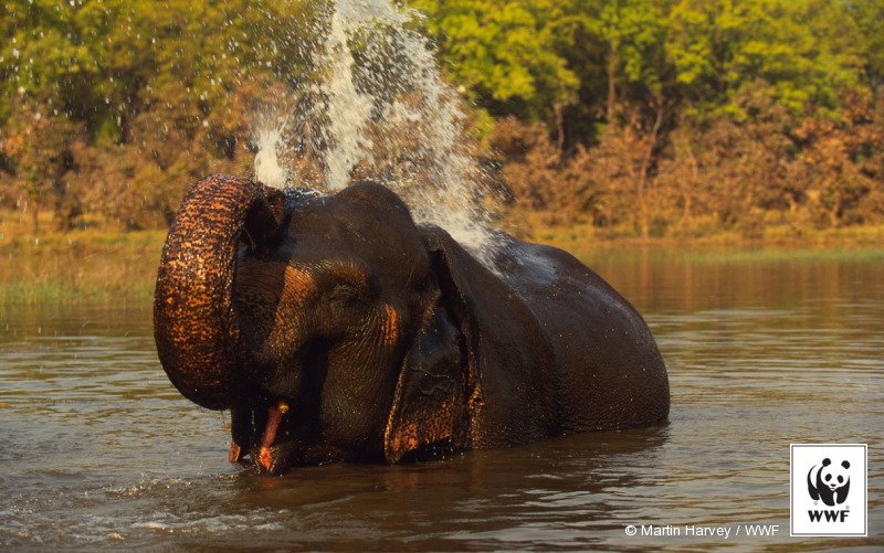 WWF_ID's tweet photo. Selamat Hari Gajah Sedunia! Ayo rayakan dengan RT tweet ini! #Elephantday https://t.co/xc5iJfDea5