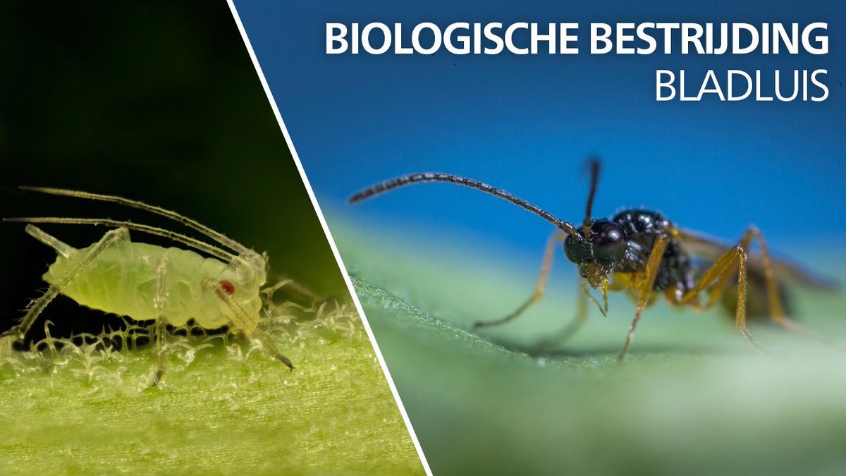 KoppertNL's tweet image. Aphidius kan in slechts drie dagen honderden bladluizen parasiteren. Bekijk de video! bit.ly/2aKT0q9