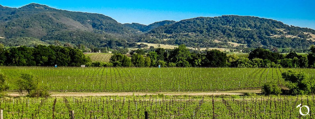QorkzWine's tweet photo. Coombsville is our wine region of the day!
https://t.co/ubObQXVrfK https://t.co/Vwq6P8Drui