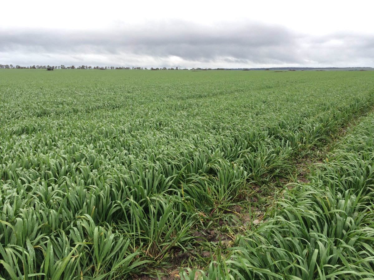 ehilsdon's tweet image. Got to love fresh paddocks. Chunky Westminster competing against itself #cropcomp #iwm #pgr
