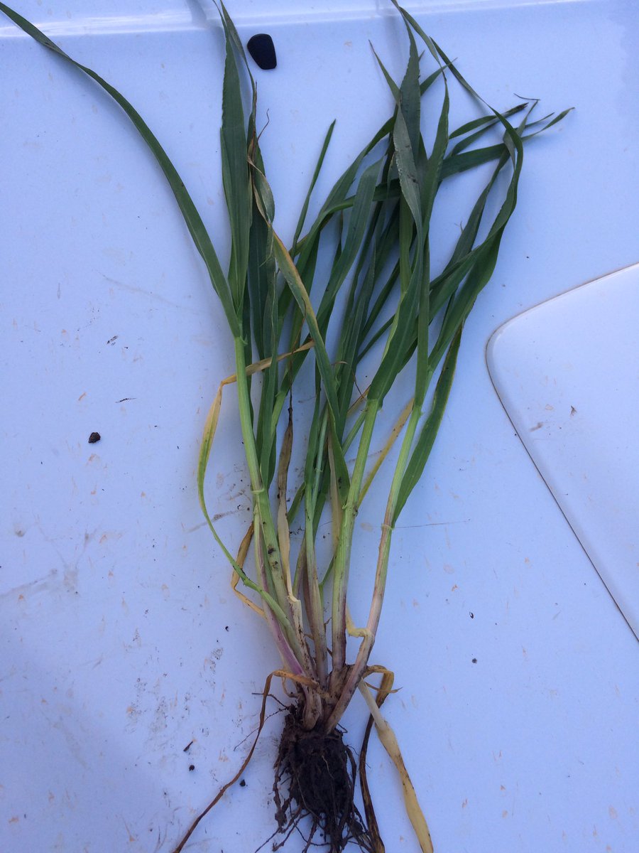 ehilsdon's tweet image. Got to love fresh paddocks. Chunky Westminster competing against itself #cropcomp #iwm #pgr