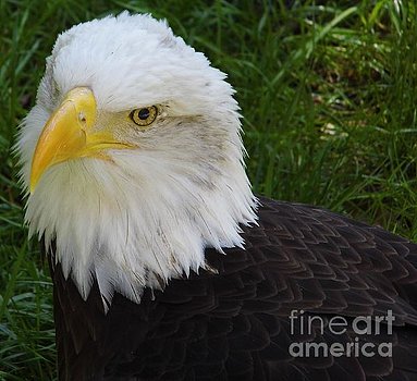 dhackett4150's tweet image. #bird #eagle #baldeagle #american #icon #majestic #florida #dhackett #usa #america #symbol donna-hackett.artistwebsites.com/featured/look-…