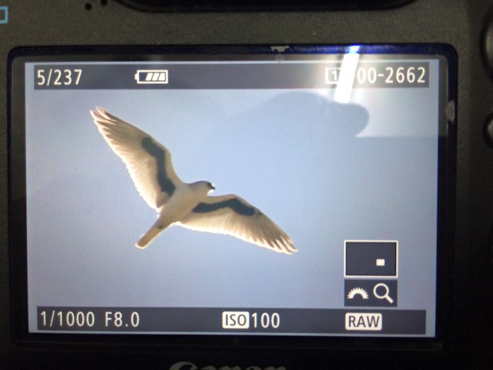 BirdsTours's tweet photo. Letter-winged Kite during our recent tour led by Steve Potter #letterwingedkite #bellbirdtours https://t.co/CBoAR6ZHWz