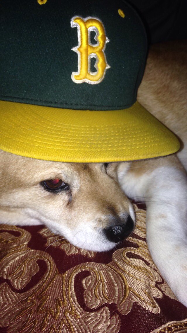 1RyanBusch's tweet image. 8-9-16🐶💘