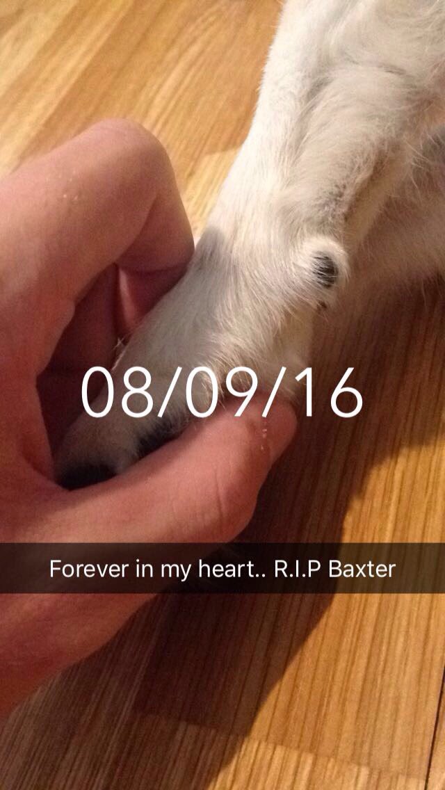 1RyanBusch's tweet image. 8-9-16🐶💘