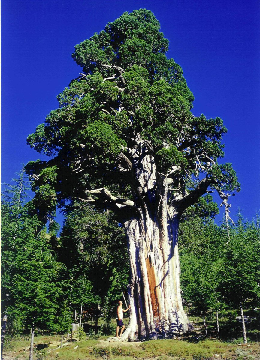 Mersin-Tarsus-Çamlıyayla'da bulunan Anaardıcımız 1107 Yaşında