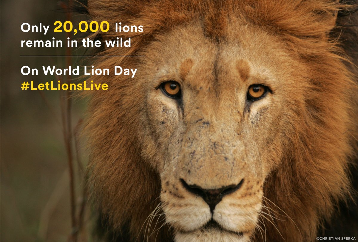 Лев даты 2024. World Lion Day. Всемирный день Льва (World Lion Day). Девиз Дикие львы. Лев для ворда.