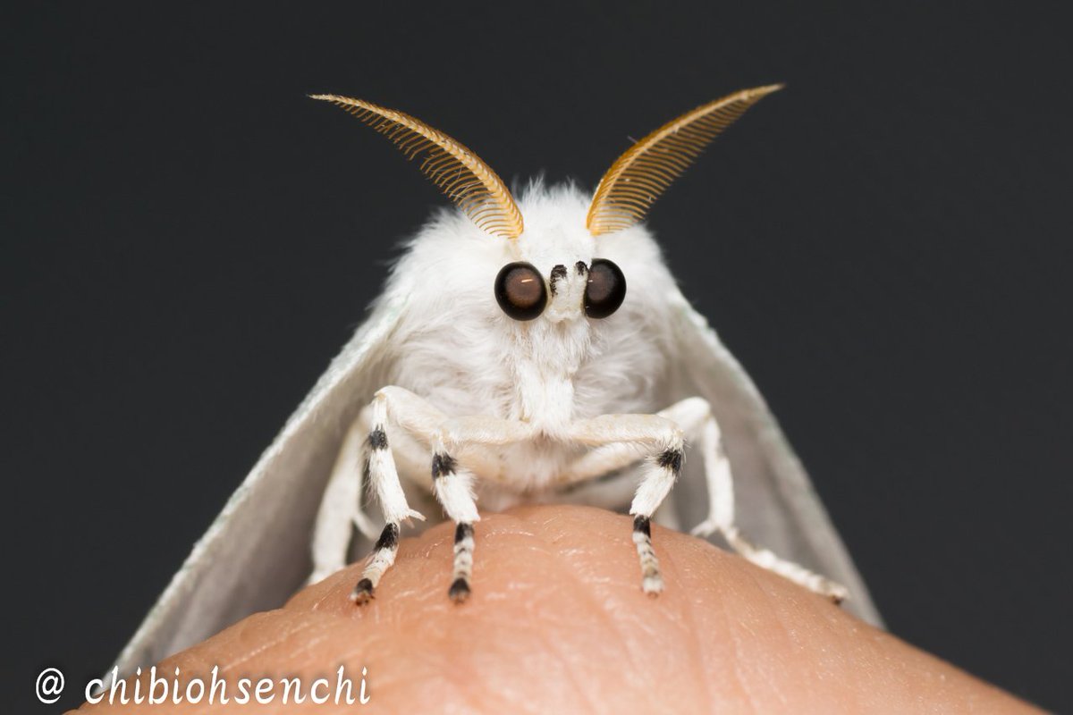 ちびオオセンチ Sur Twitter キモオタだから現像したエルモンドクガちゃんの蛾 像が天使すぎてﾌﾞﾋﾌﾞﾋしてる 大きくくりっとした真っ黒のおめめの間がwになってて倍かわいい 触角ぴょこんとした姿なんて100倍かわいい 純白かわいいまじ天使