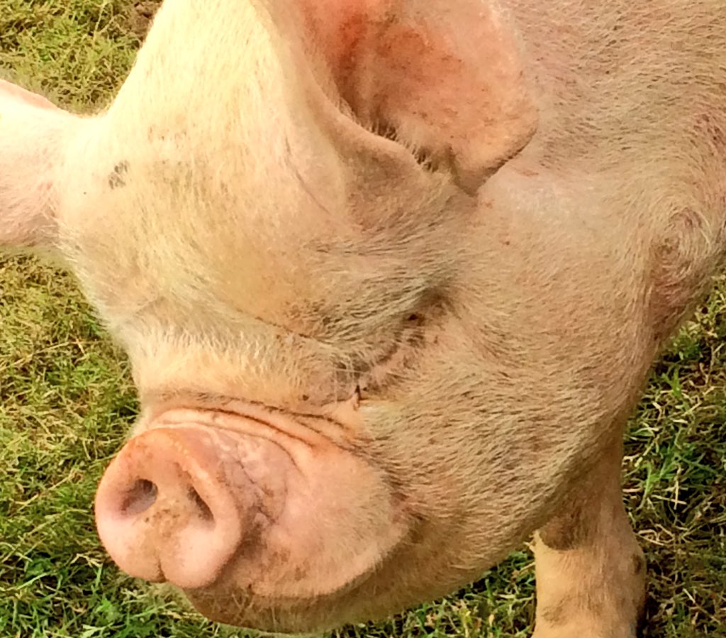 RupertMoon's tweet photo. Loving #pig #moch face @AngleseyShow1 #happyface #sioemon2016 #brotherbyanothermother https://t.co/6KdrO72phQ