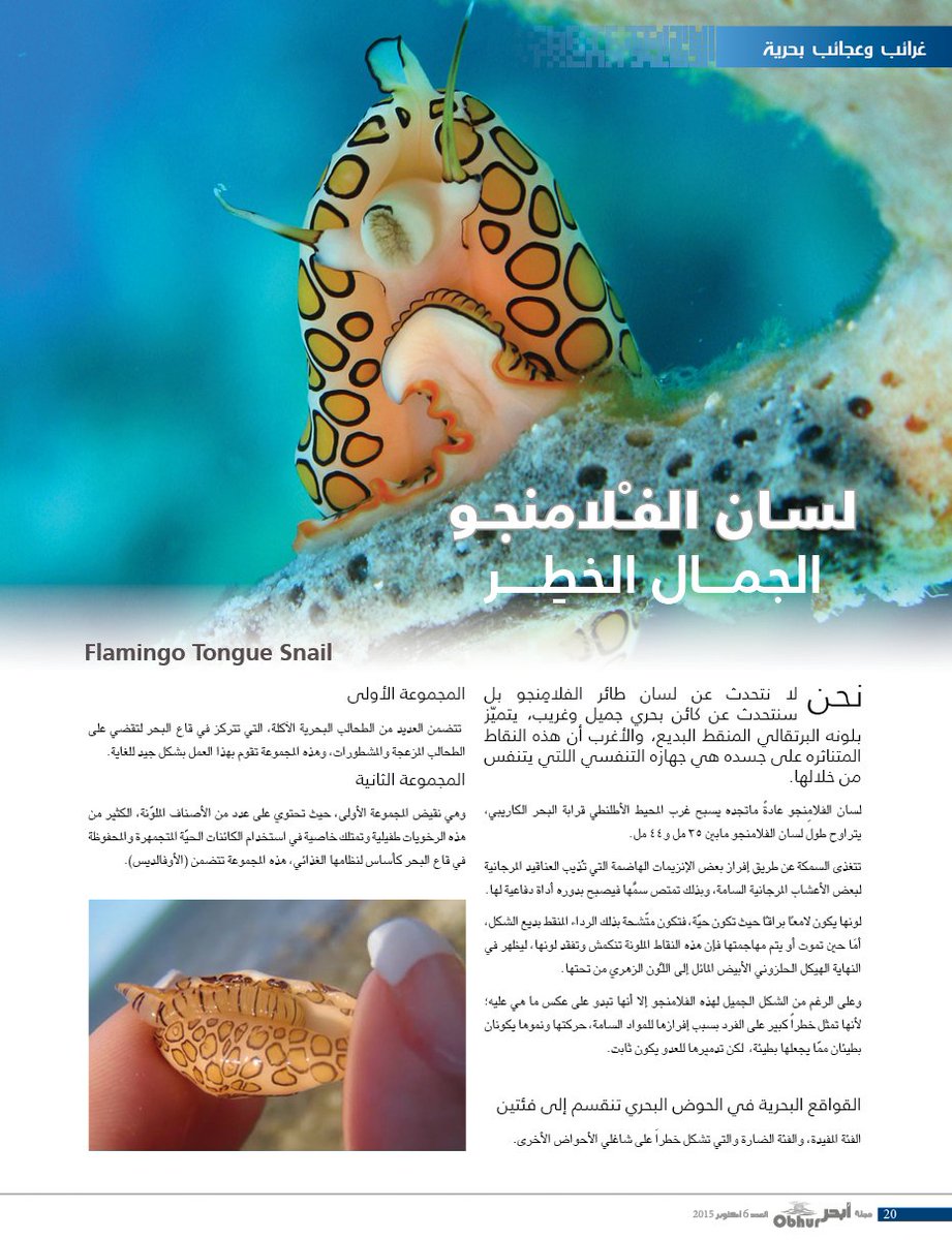 Obhur_Magazine's tweet photo. #لسان_لفلامنجو الجمال الخطر
#غرائب_وعجائب_بحرية #مجلة_أبحر #العدد_السادس #ObhurMagazine #Issue6 #FlamingoTongueSnail https://t.co/6IQykbDkwR